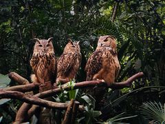 -广州长隆野生动物世界