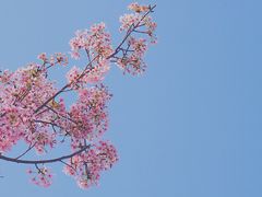 -狐尾山公园