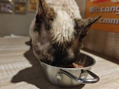 -藏猫猫咖啡主题馆(中央大道店)