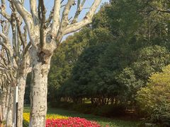 -上海鲜花港