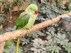 -南宫五洲植物乐园