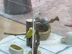 -喵宠乐园·撸猫互动·猫舍