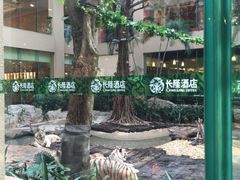 -麒麟中餐厅·经典粤菜·地道菜式老字号(广州长隆酒店)