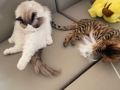 -猫腻·猫咖·撸猫馆(星光大道店)