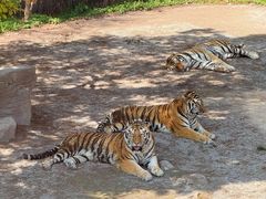 -上海野生动物园老虎餐厅