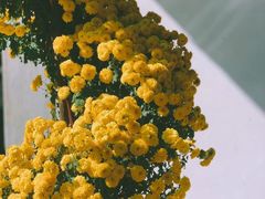 -杭州植物园