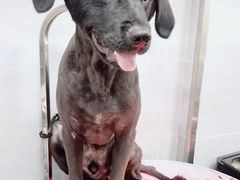 -宠福鑫康馨动物医院·骨科·眼科