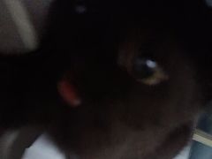 -pd派德宠物中心医院24H急重症·眼科中心·血液透析中心(嵩山北路店)