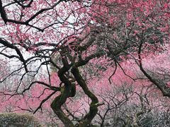 -杭州植物园