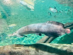 -上海海洋水族馆