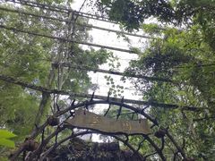 -野象谷景区