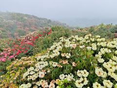 -贵州百里杜鹃风景名胜区