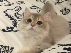 -猫十亿·布偶金渐层·曼基康矮脚猫舍(青年路店)