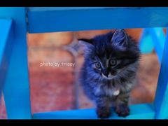 31-Sirena海妖日咖夜酒