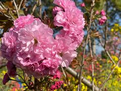 -南汇桃花村