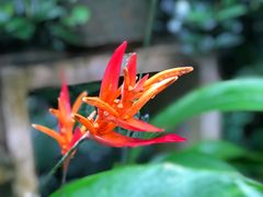 -中国科学院华南植物园