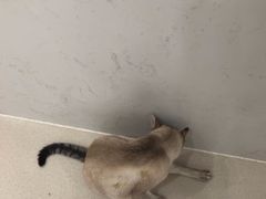 -共舞时光猫咖·狗咖(新街口店)