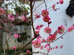 -上海醉白池公园