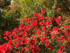 -梧桐山风景名胜区