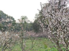 -东湖落雁景区