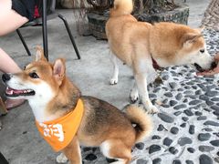 -柴犬高等学院·狗咖·柴犬售卖·宠物训练