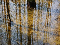 -桤木河湿地公园