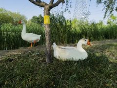 -永定河休闲森林公园