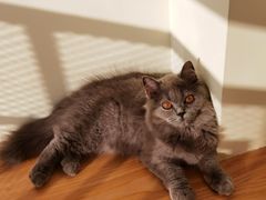 -猫にゃん · 猫的隐藏屋猫咖(麦地旗舰店)