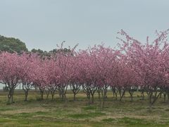 -阳澄湖半岛旅游度假区