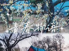-梅花山(明孝陵内)