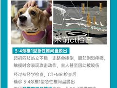 -美联众合动物医院·24h转诊中心