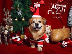 -超宠爱宠物摄影-Super pet