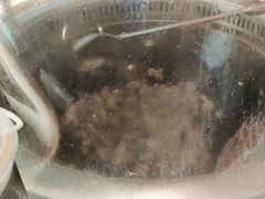 -五谷虫子鸡(医学院店)