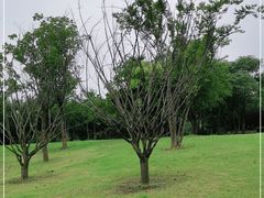 -盘龙城国家考古遗址公园