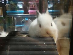 -宠物世家(仲盛世界商城店)