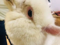 -猫色咖啡·猫咖