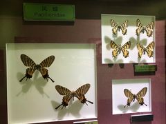 -上海昆虫博物馆