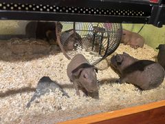 -绿色星球动物主题公园