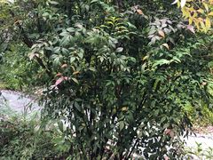 -广州神农草堂中医药博物馆
