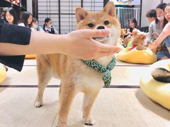 -逗柴咖啡屋·狗咖猫咖宠物桌游