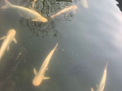 -特种渔场