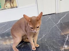 -小猫来了·猫咪专售(红山六九七九店)
