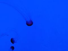 -沈阳海洋探索中心