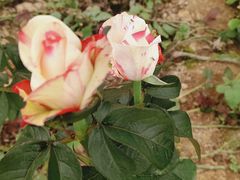 -昆明国际花卉拍卖交易中心