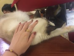 -猫色咖啡·猫咖