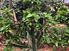-北京呀路古热带植物园