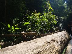 -西双版纳原始森林公园