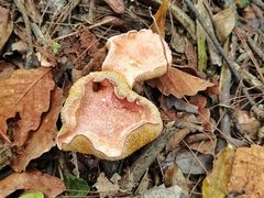 -铁山坪森林公园