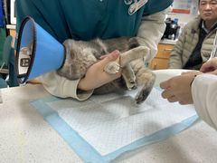 -联合动物医院(光谷诊疗中心)
