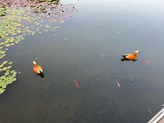 -顺峰山公园
